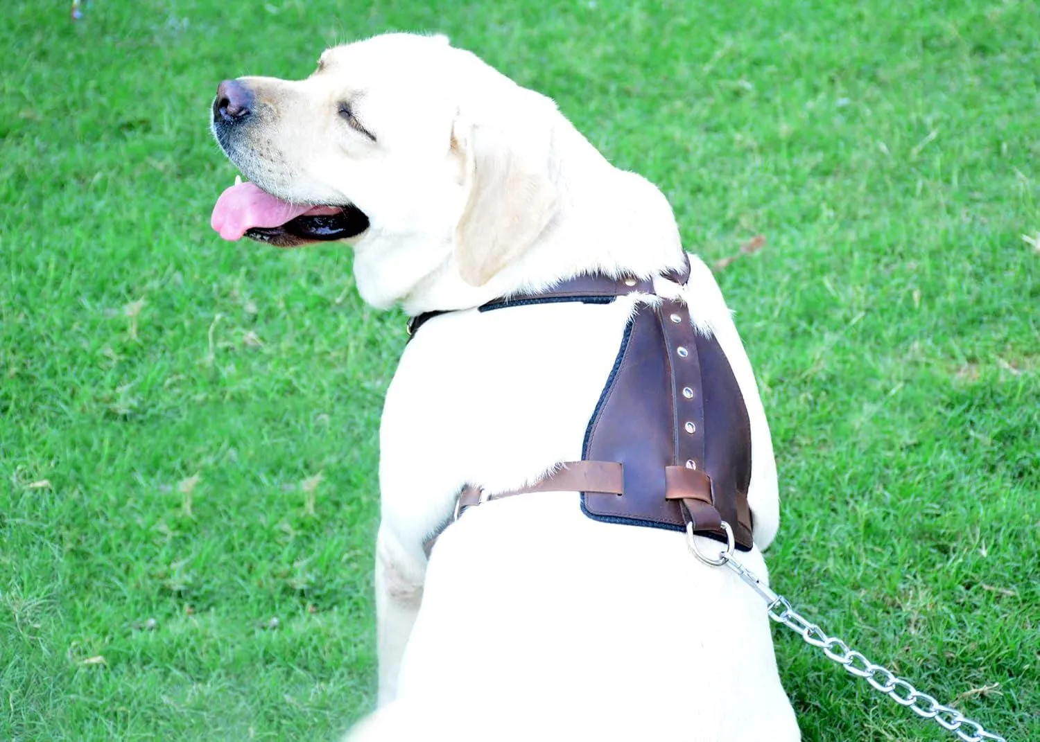 Horse Brown Belt Style Buckles Leather Dog Harness